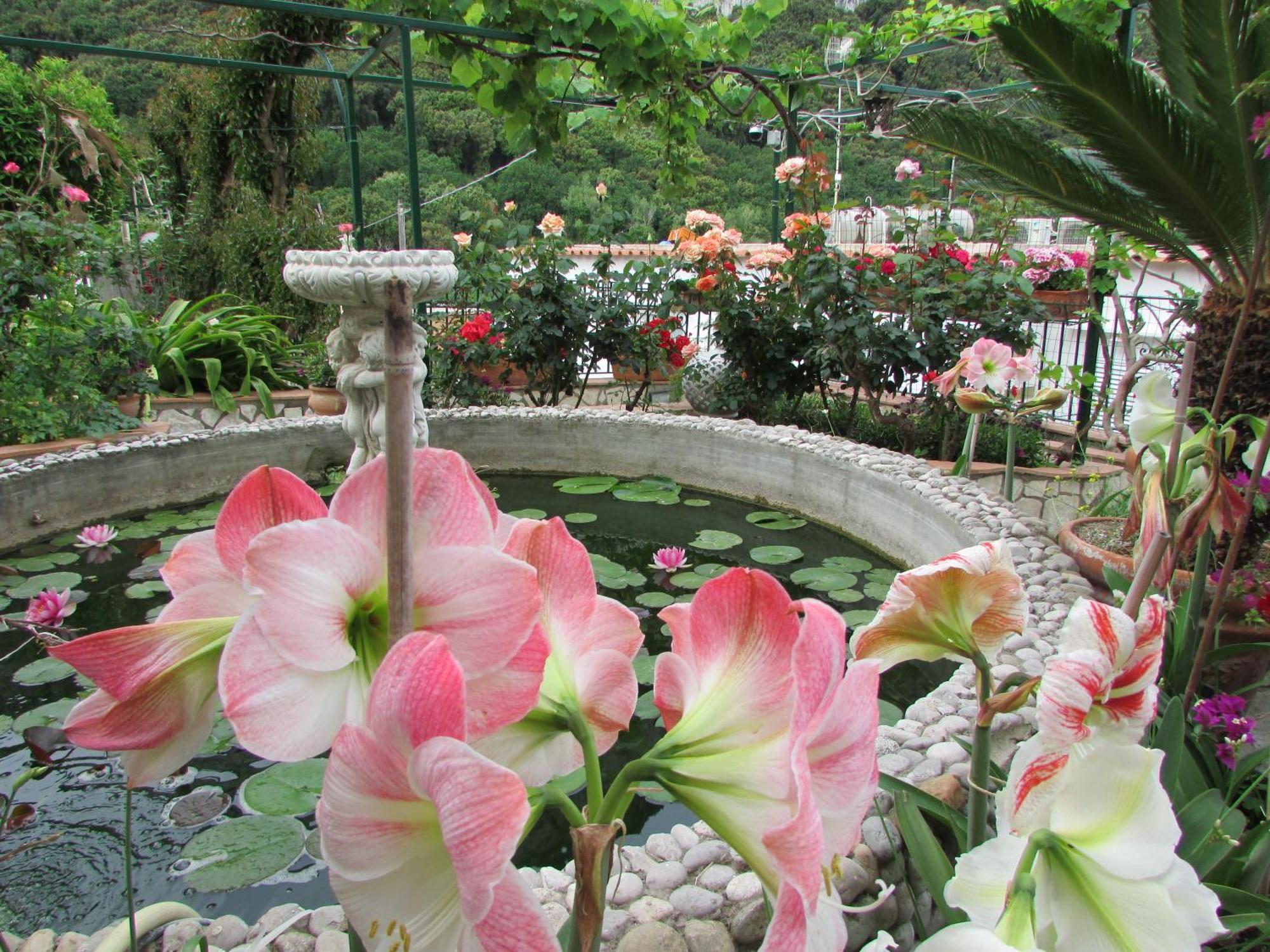 B&B Palazzo A Mare Capri Bagian luar foto